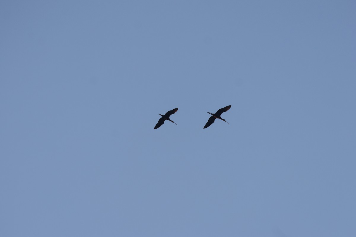 White-faced Ibis - ML646264190