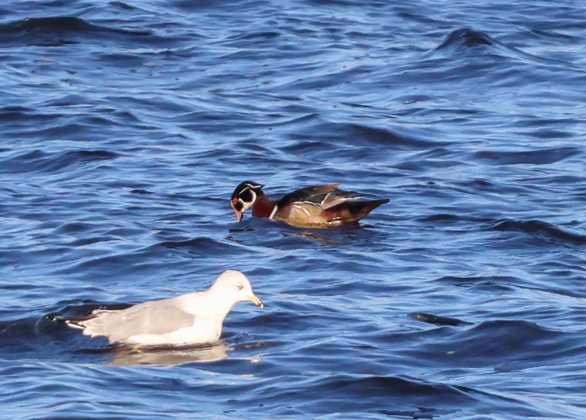 Anatra sposa - ML646264191