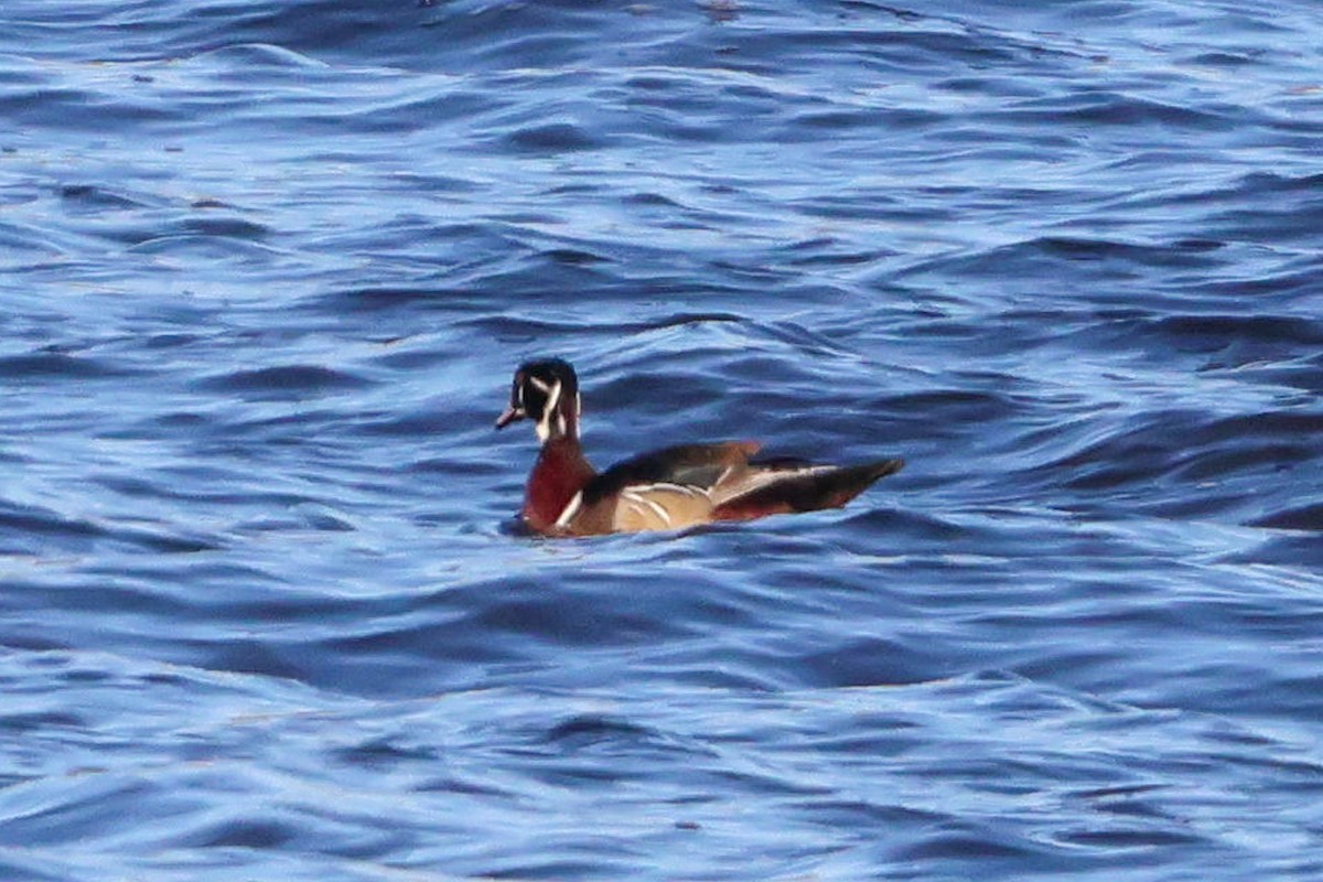 Anatra sposa - ML646264192