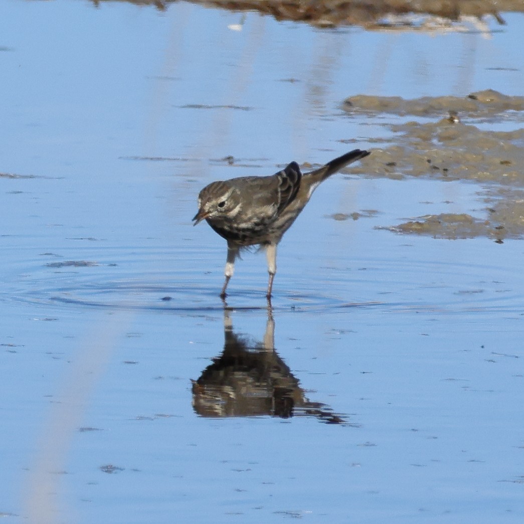 Spioncello del Pacifico - ML646264195