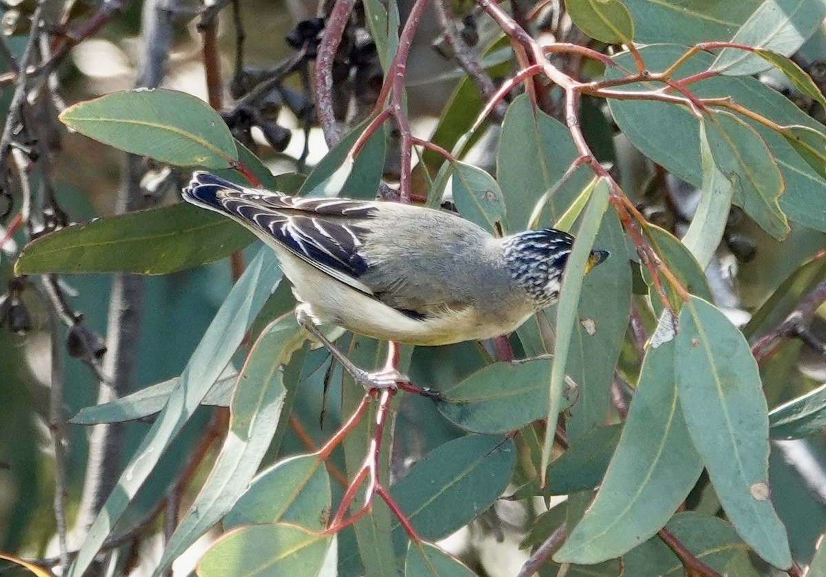 Striated Pardalote - ML646264196