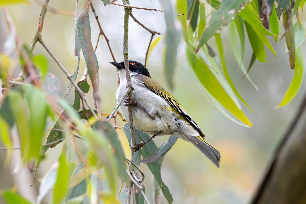 White-naped Honeyeater - ML646264199