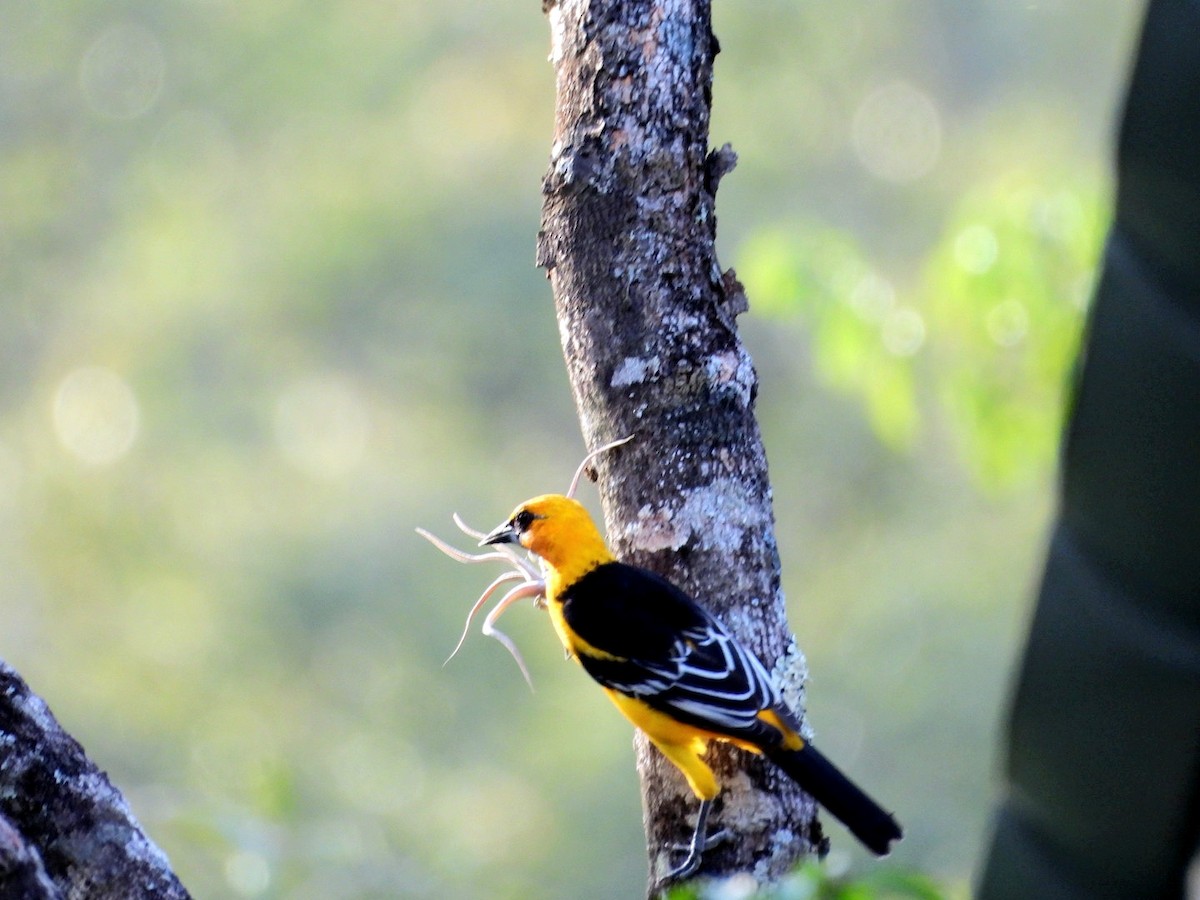 Altamira Oriole - ML646264203