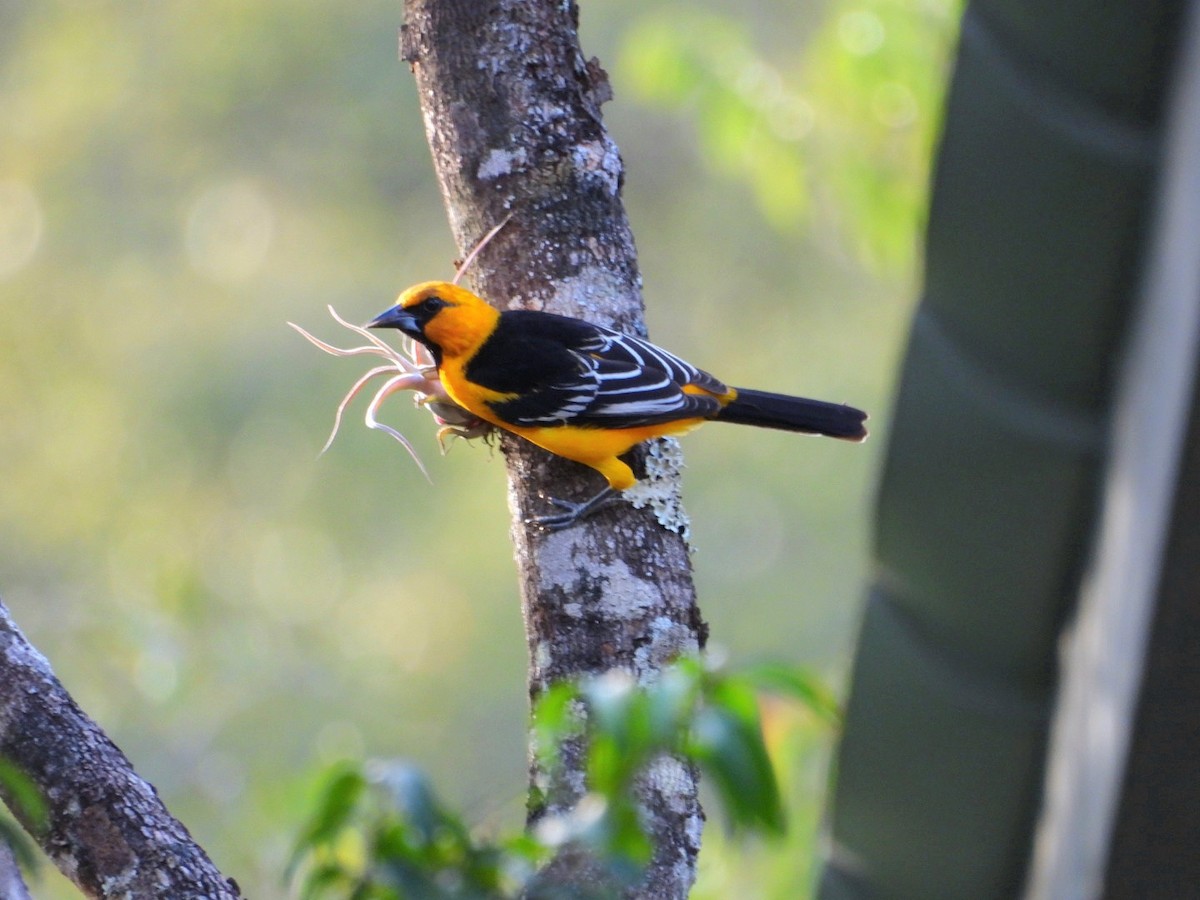 Altamira Oriole - ML646264204