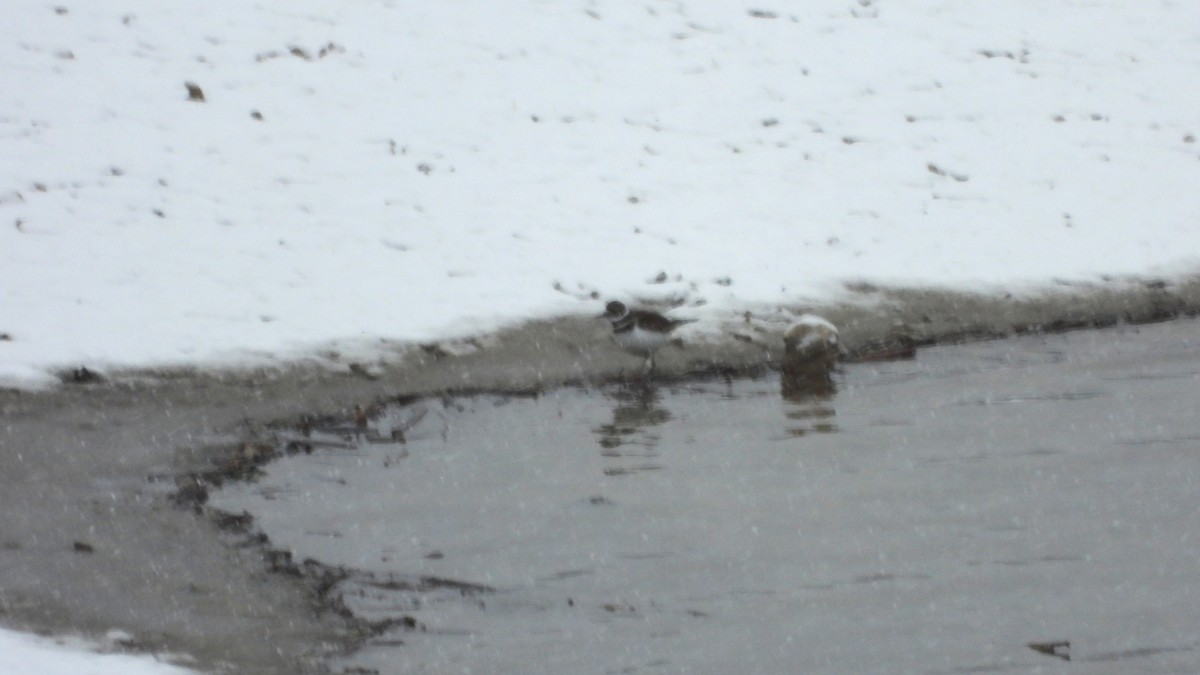 Killdeer - ML646264205