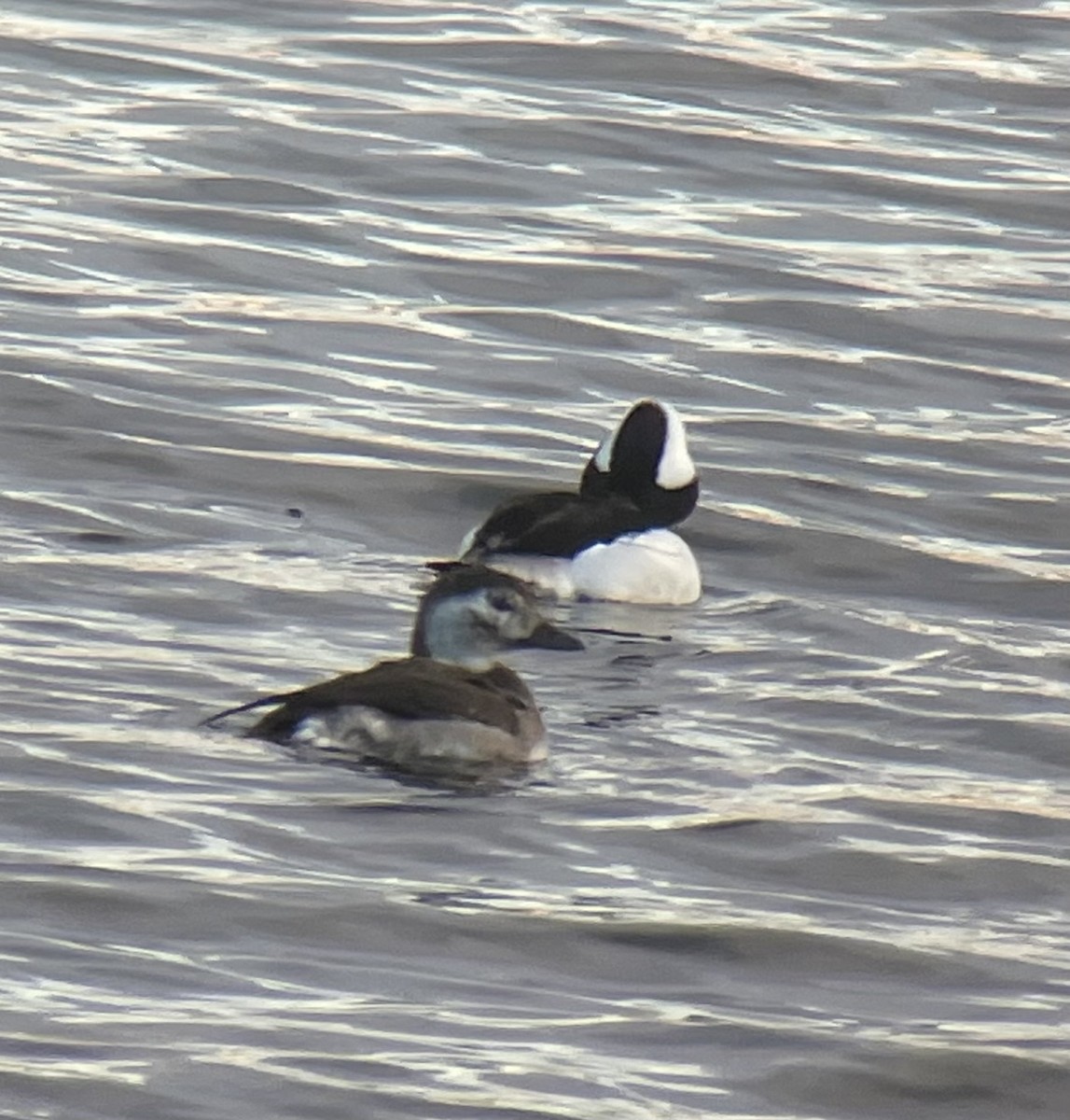 Long-tailed Duck - ML646264210