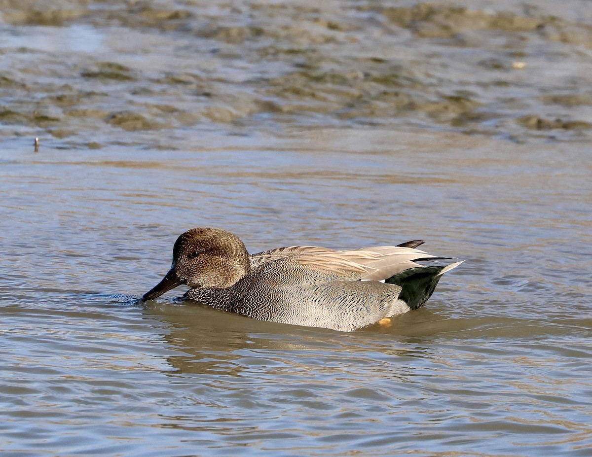 Gadwall - ML646264211