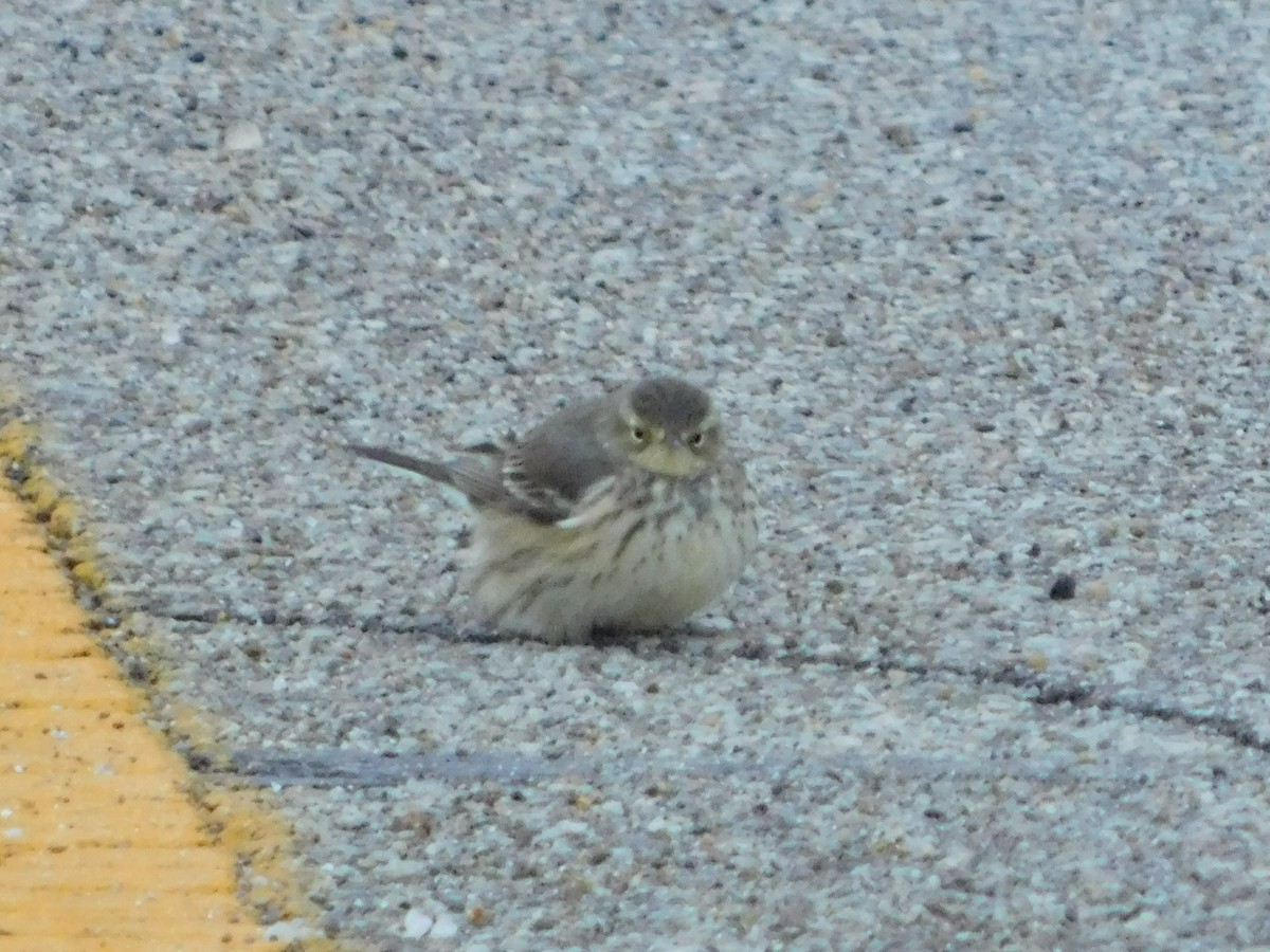American Pipit - ML646264212