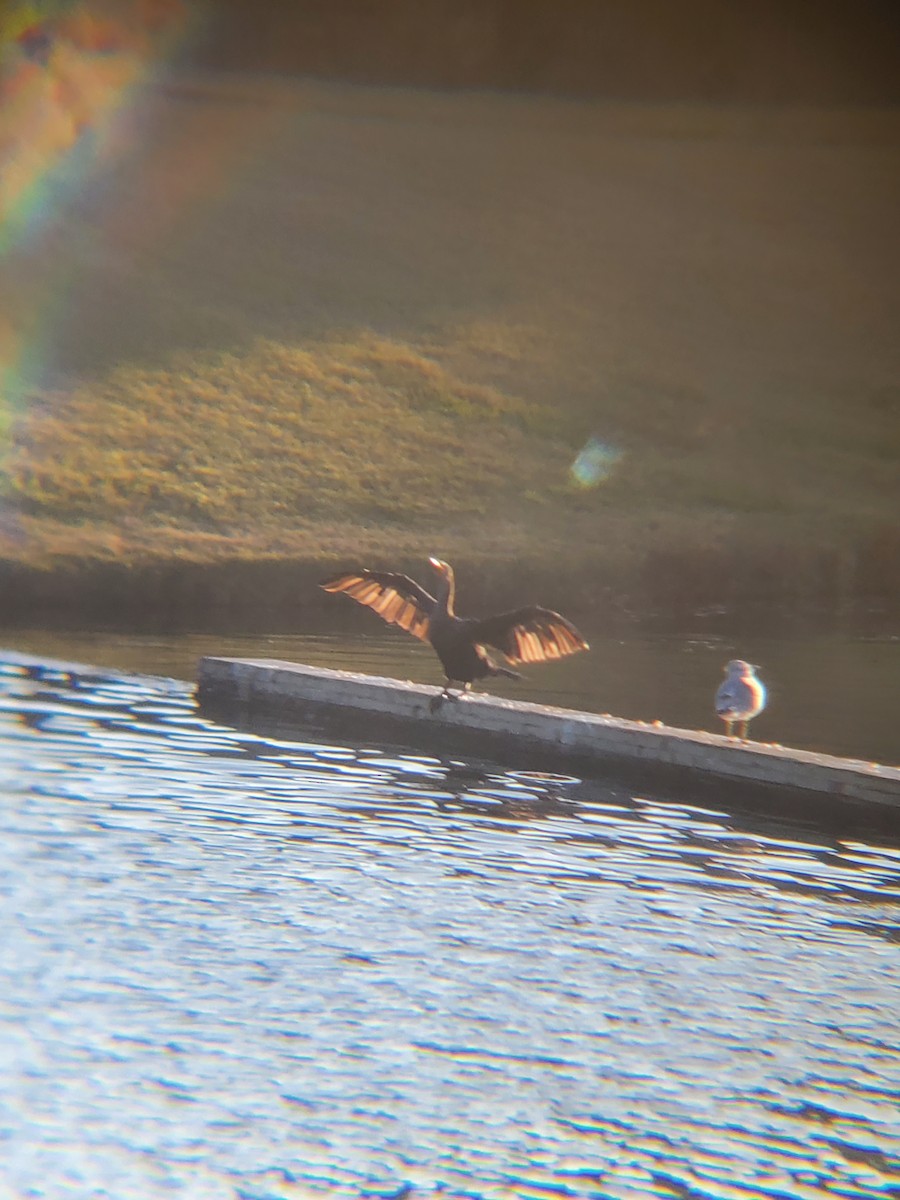Double-crested Cormorant - ML646264214