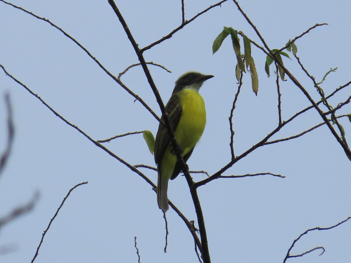 Social Flycatcher - ML646264215