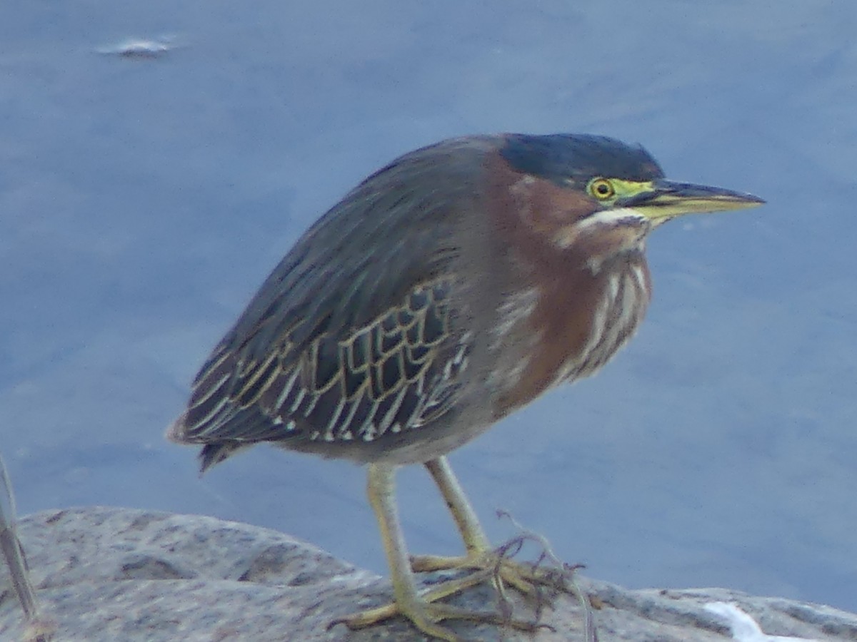 Green Heron - ML646264216