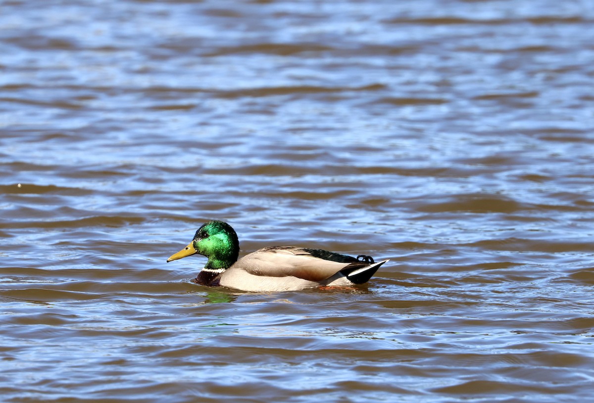 Mallard - ML646264217