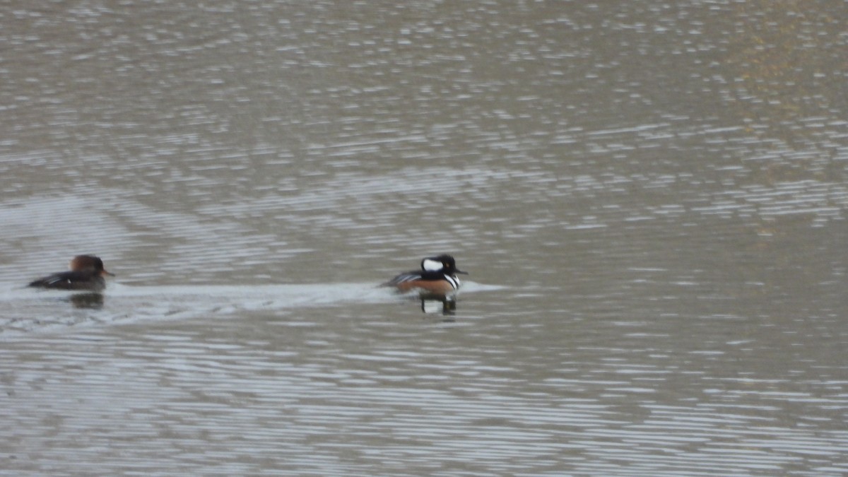 Hooded Merganser - ML646264218
