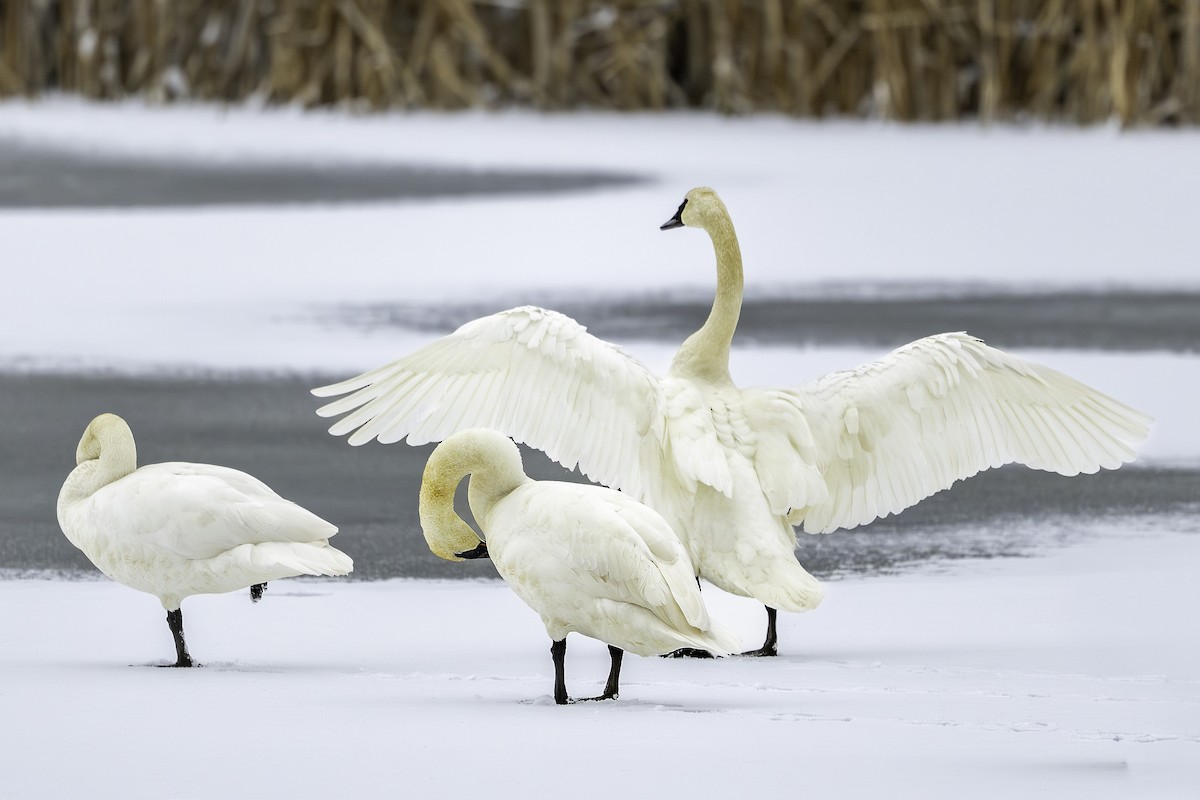 Trumpeter Swan - ML646264219