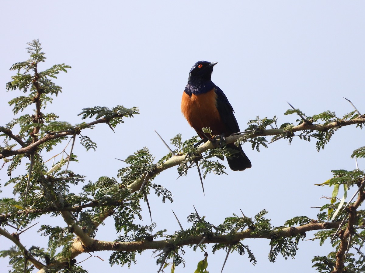 Hildebrandt's Starling - ML646264220