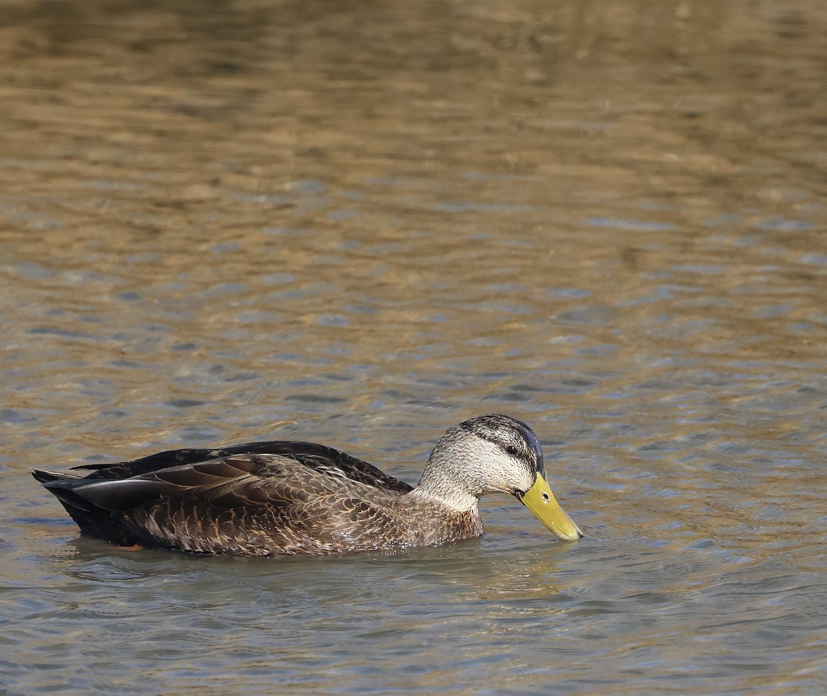American Black Duck - ML646264221