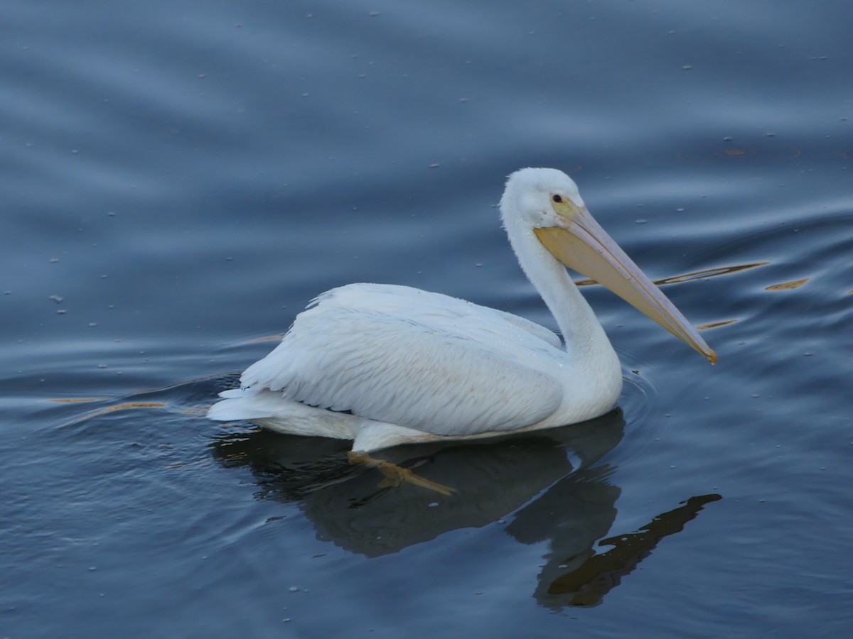 American White Pelican - ML646264225
