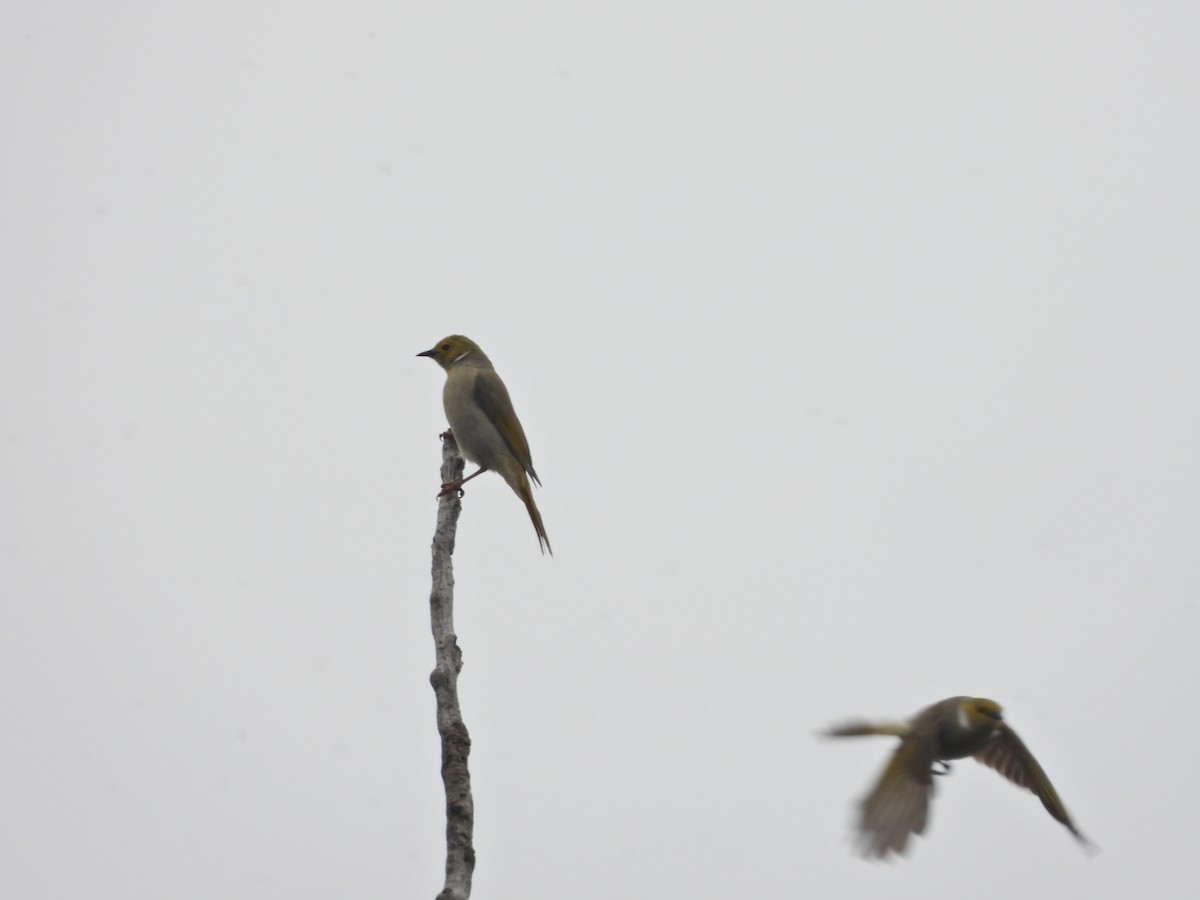 White-plumed Honeyeater - ML646264226