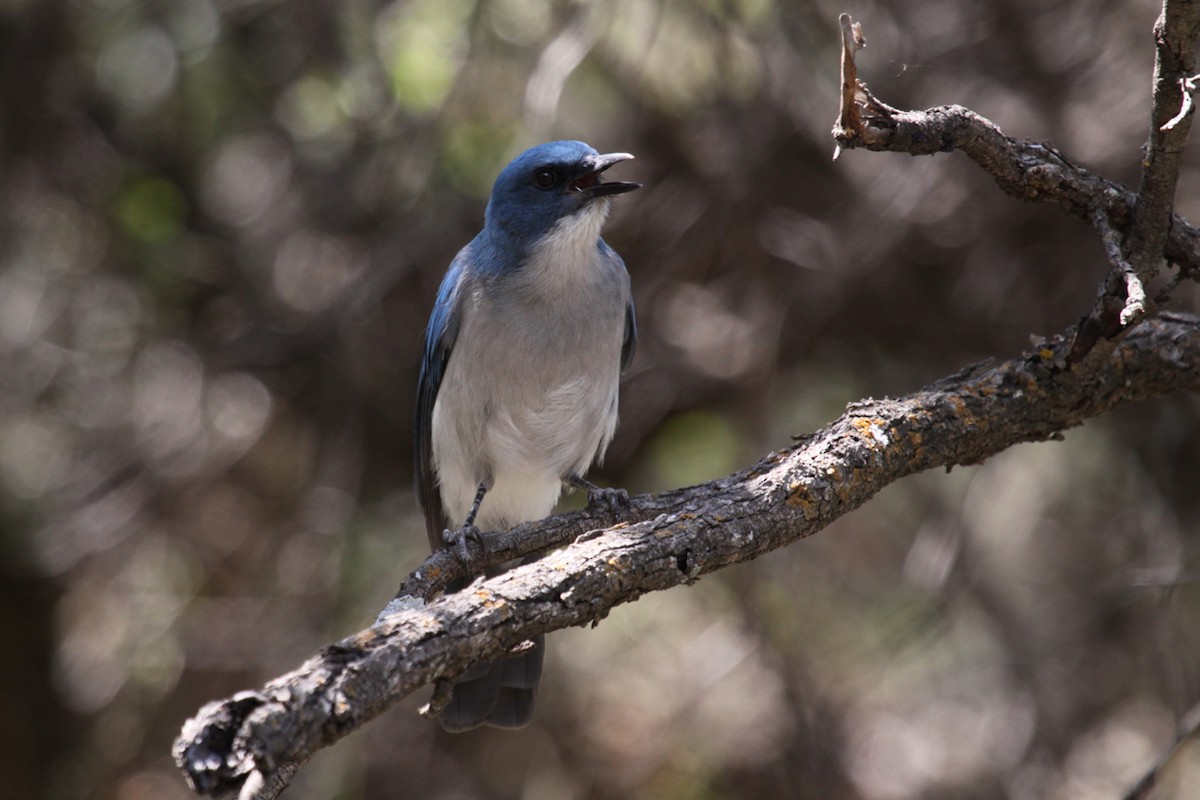 Mexican Jay - ML646264227