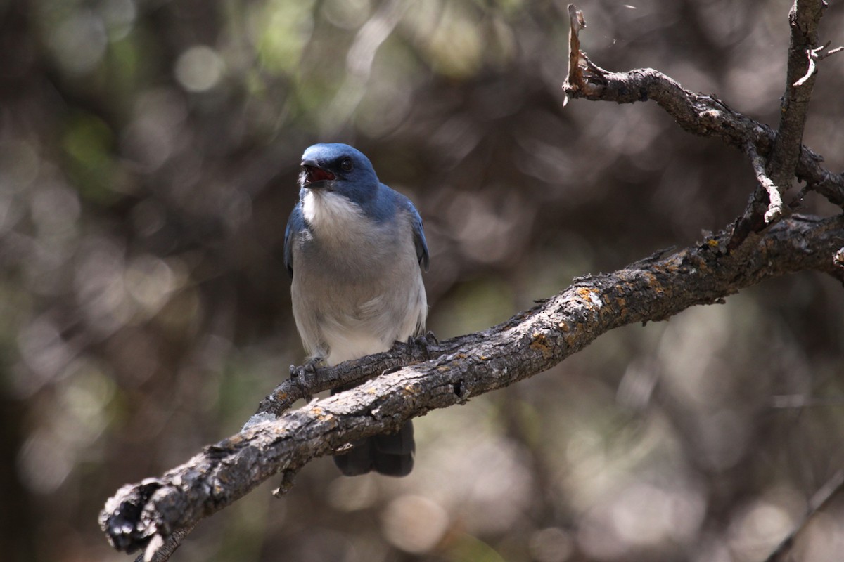Mexican Jay - ML646264228