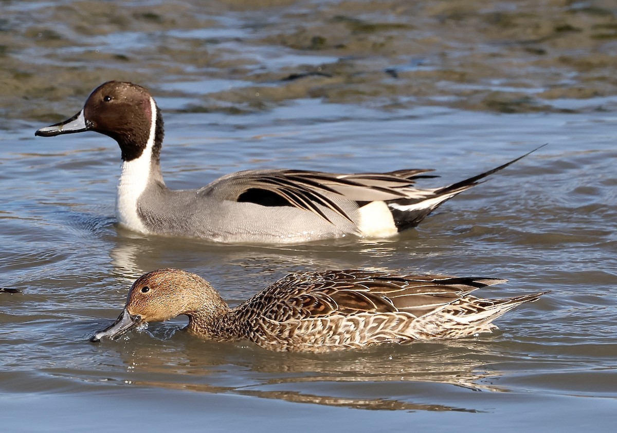Northern Pintail - ML646264229