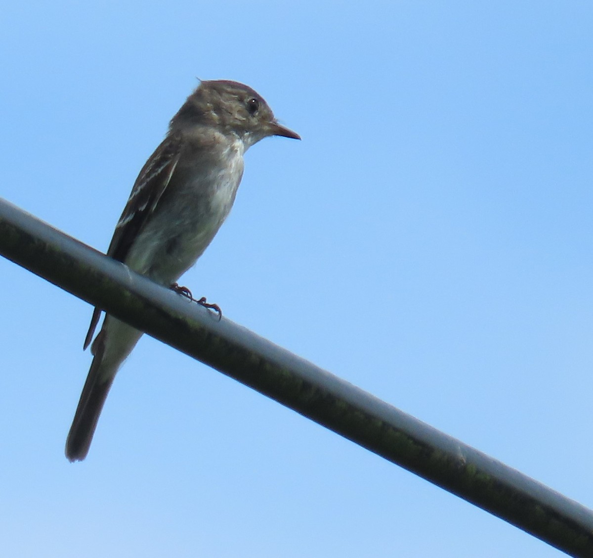 Northern Tropical Pewee - ML646264230