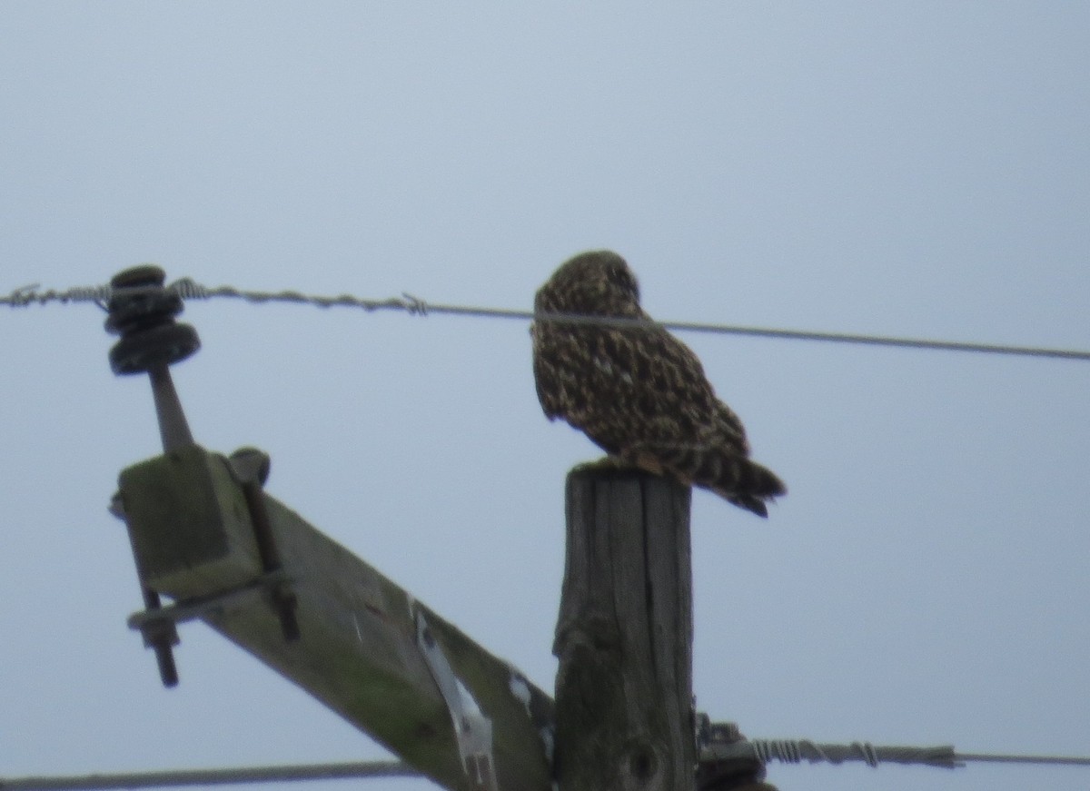 Short-eared Owl - ML646264231