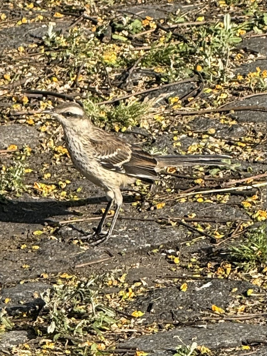 Chalk-browed Mockingbird - ML646264232