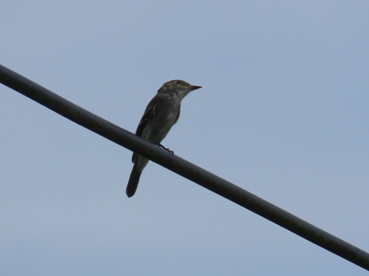 Northern Tropical Pewee - ML646264233
