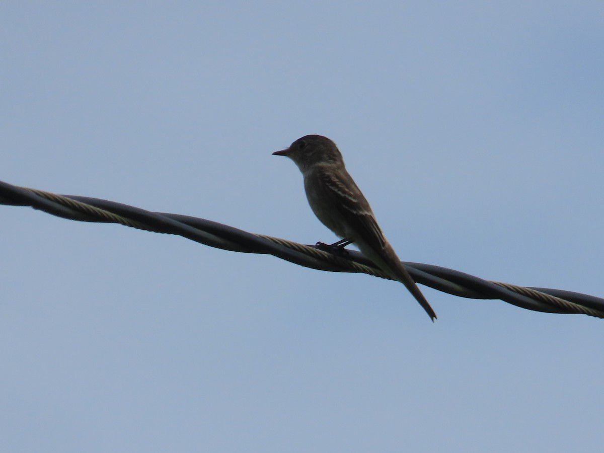 Northern Tropical Pewee - ML646264234