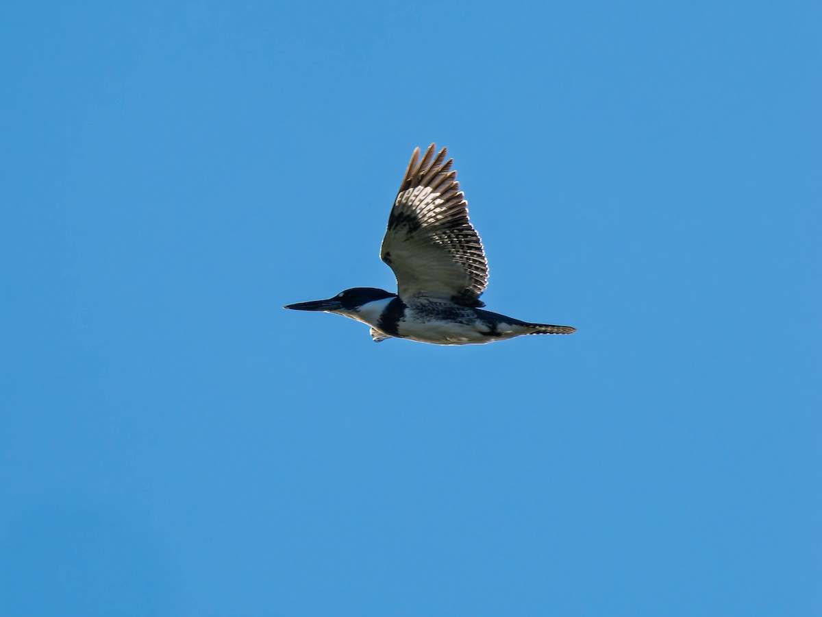 Belted Kingfisher - ML646264236