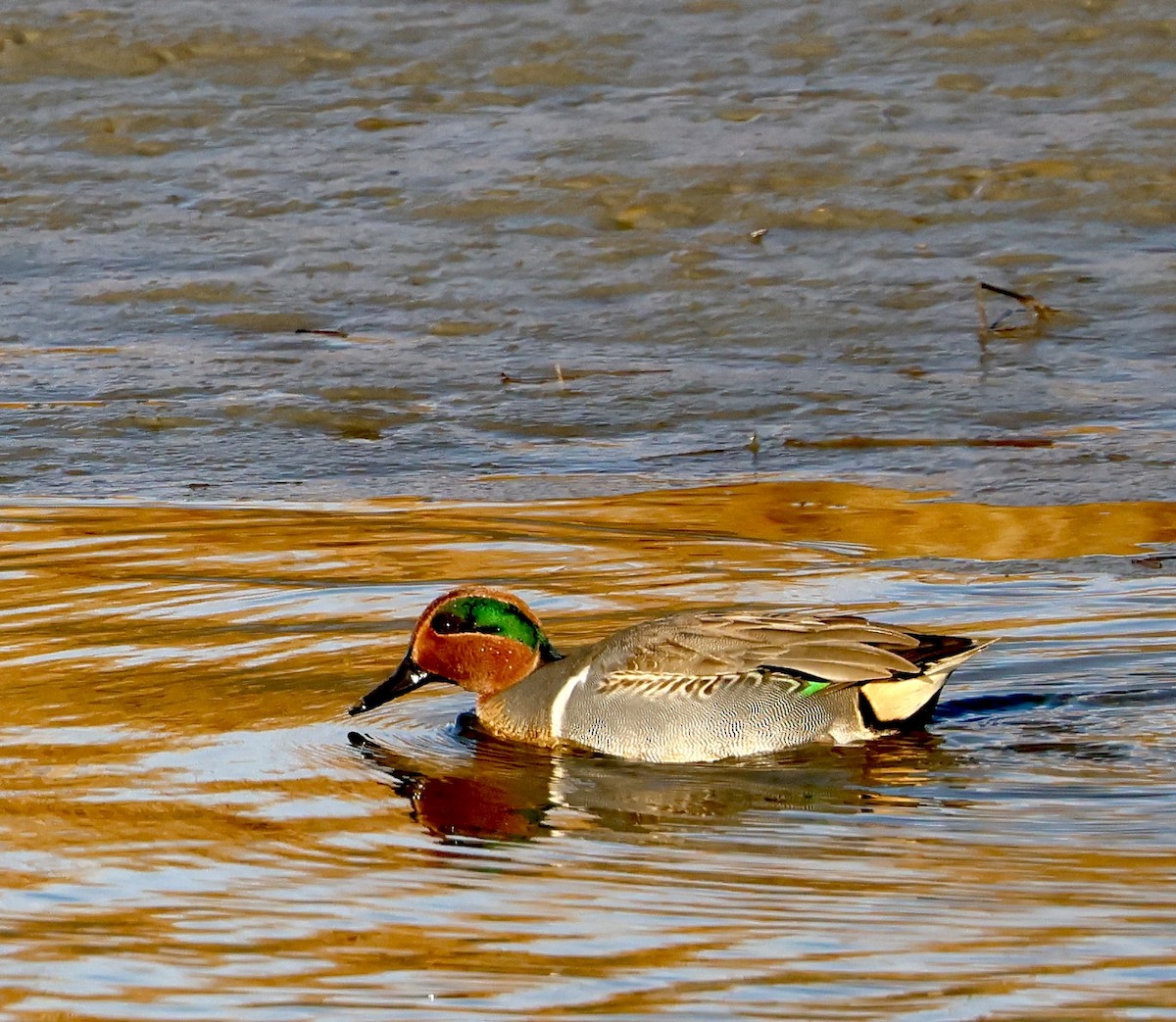 Green-winged Teal - ML646264238