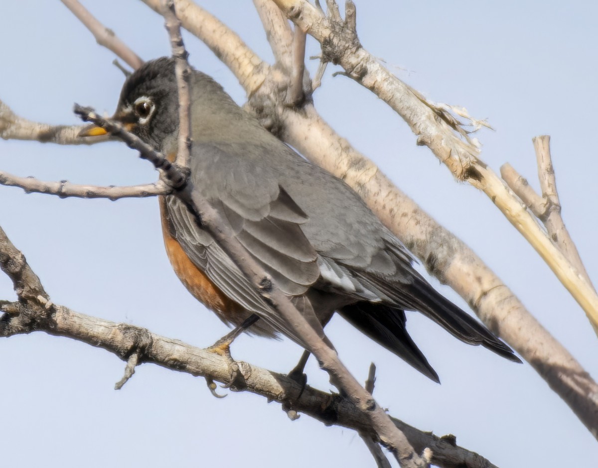 American Robin - ML646264239