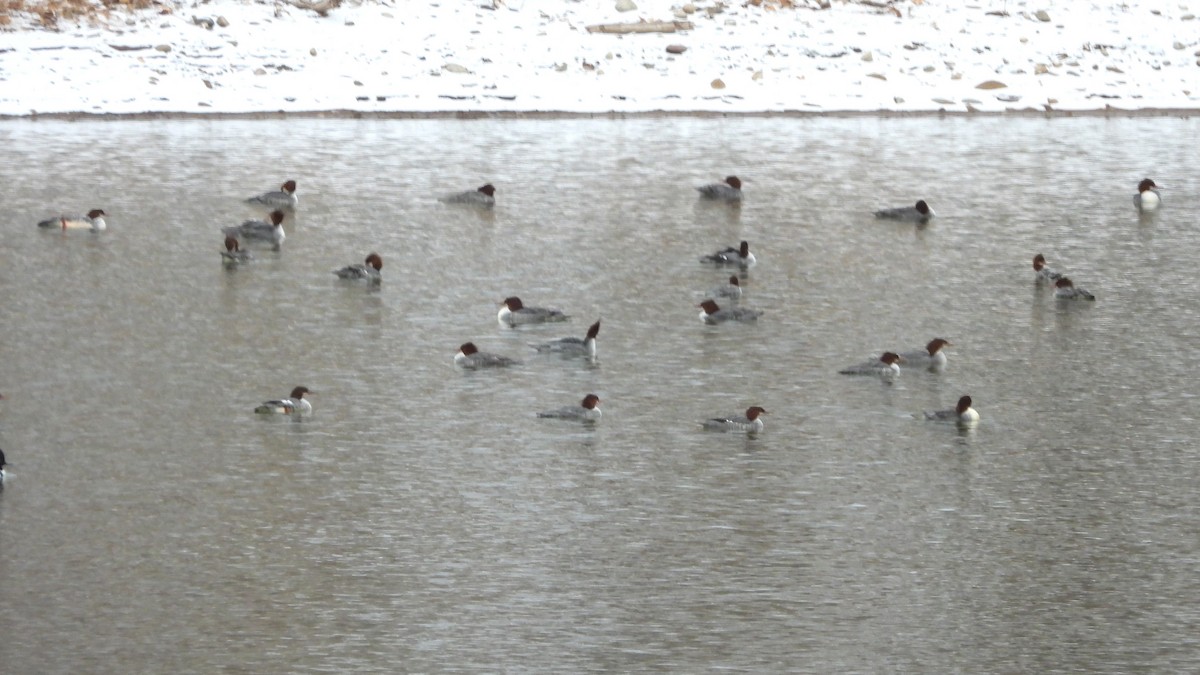 Common Merganser - ML646264240