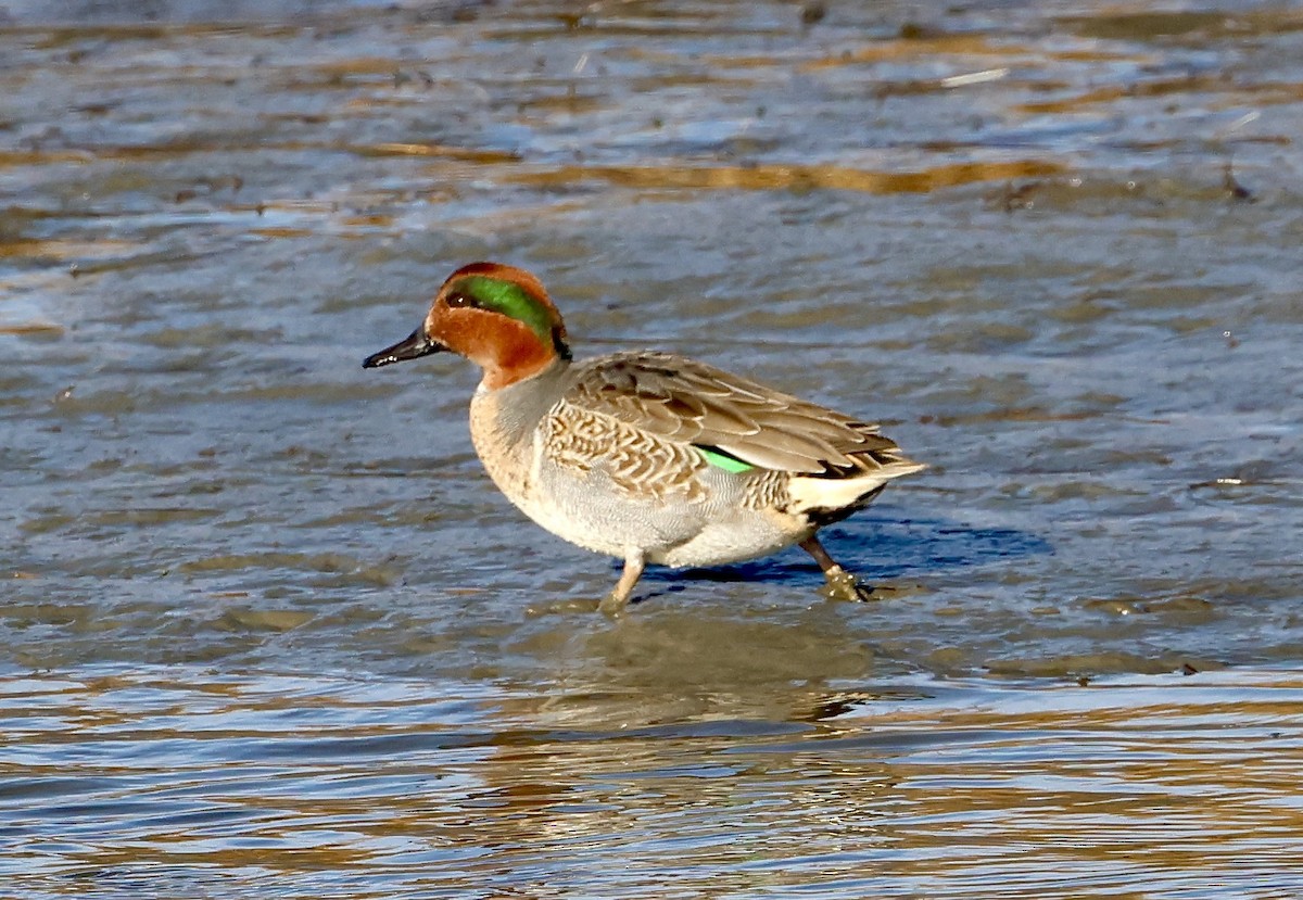 Green-winged Teal - ML646264241