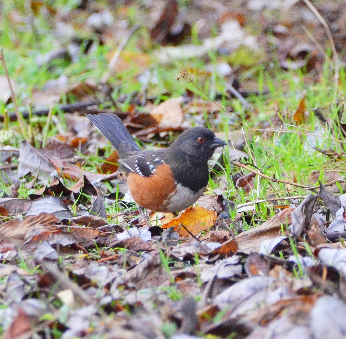 Spotted Towhee - ML646264242
