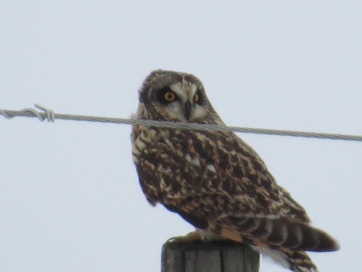 Short-eared Owl - ML646264244