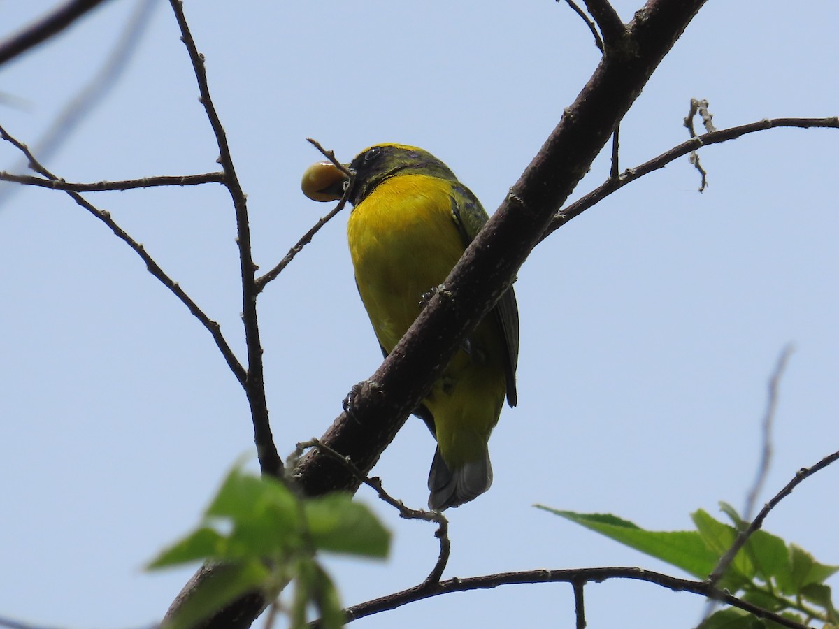 Yellow-crowned Euphonia - ML646264245
