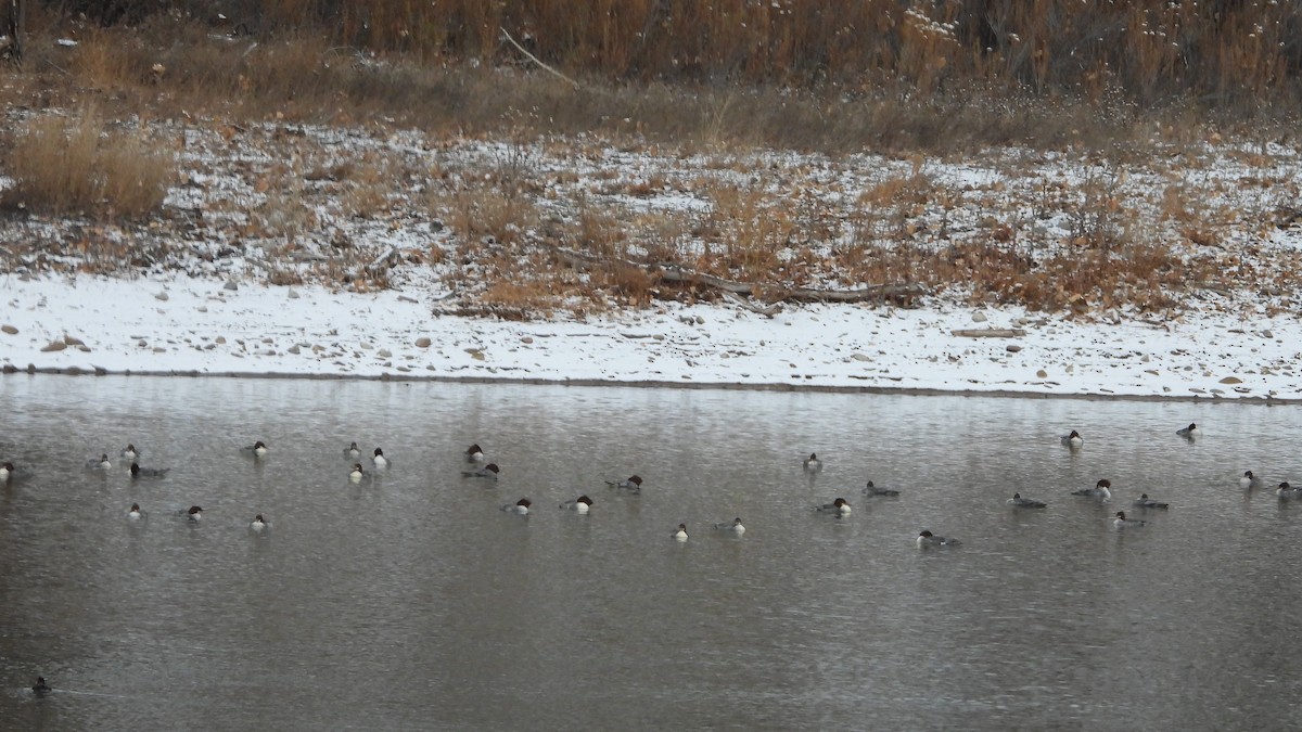 Хумхин бохио - ML646264247