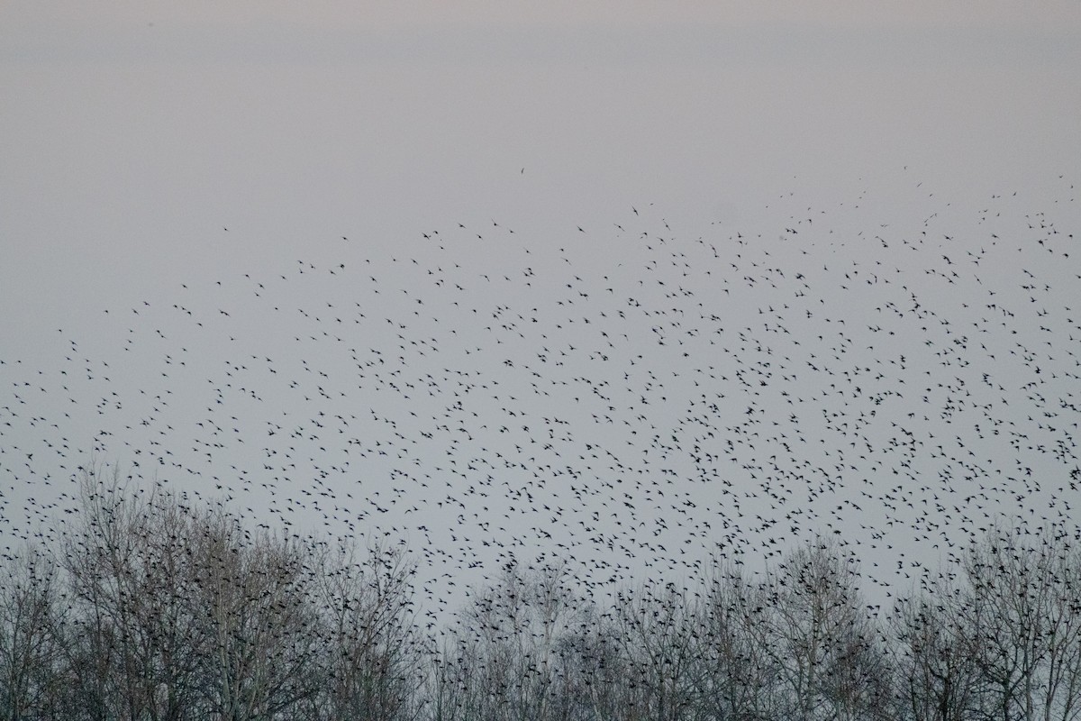 European Starling - ML646264251