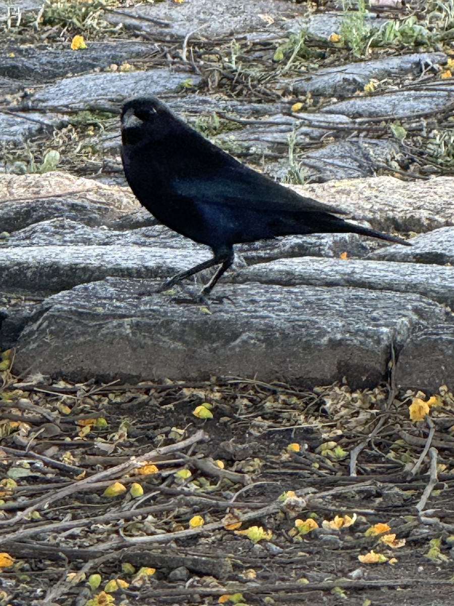 Shiny Cowbird - ML646264253