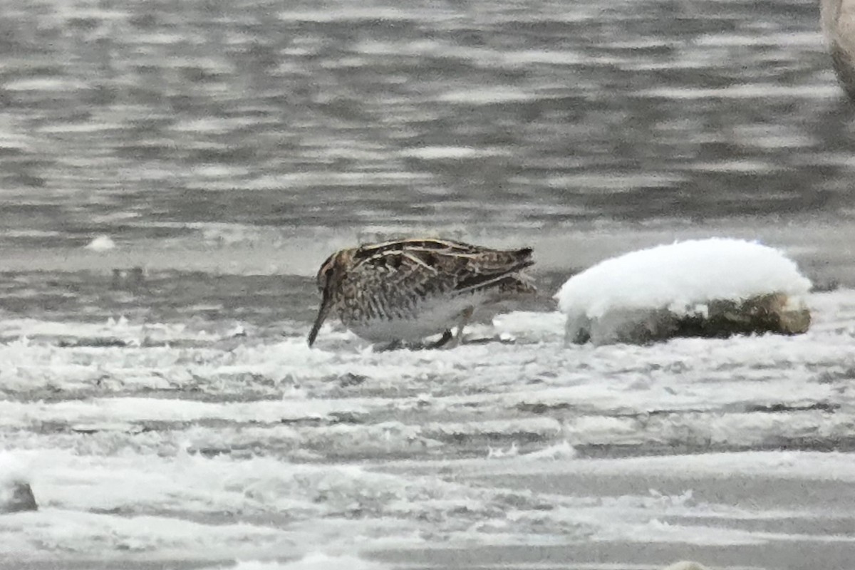 Wilson's Snipe - ML646264254