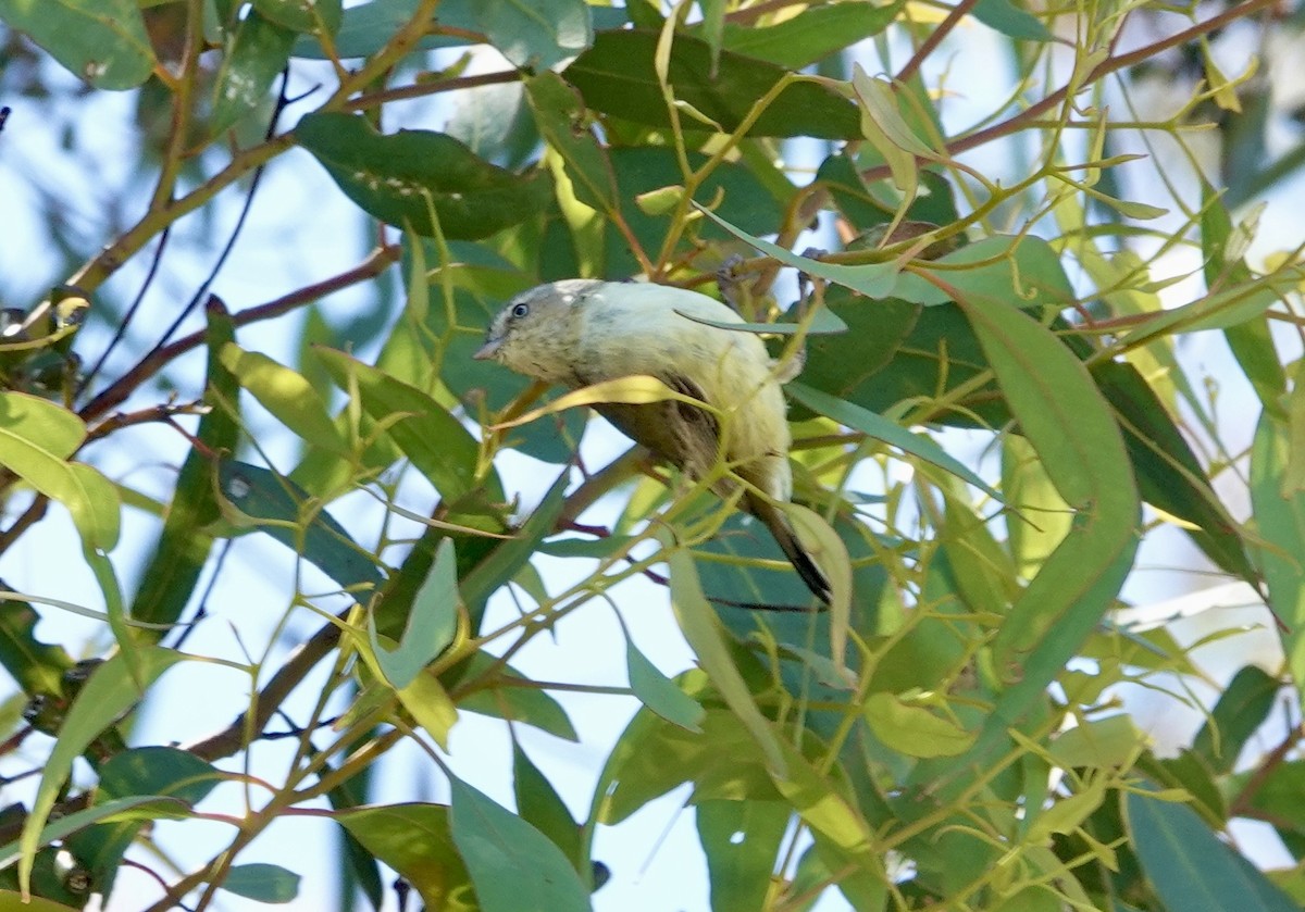 stumpnebb - ML646264255