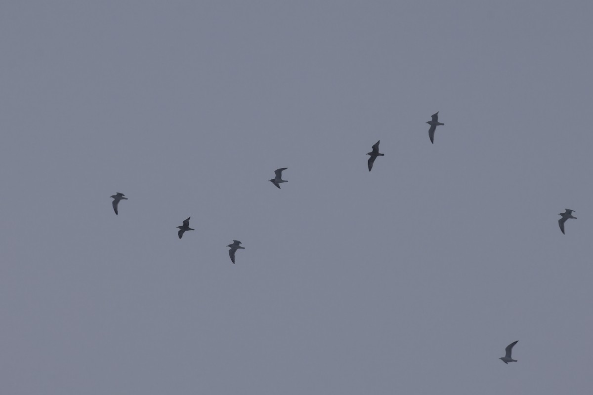 American Herring Gull - ML646264264