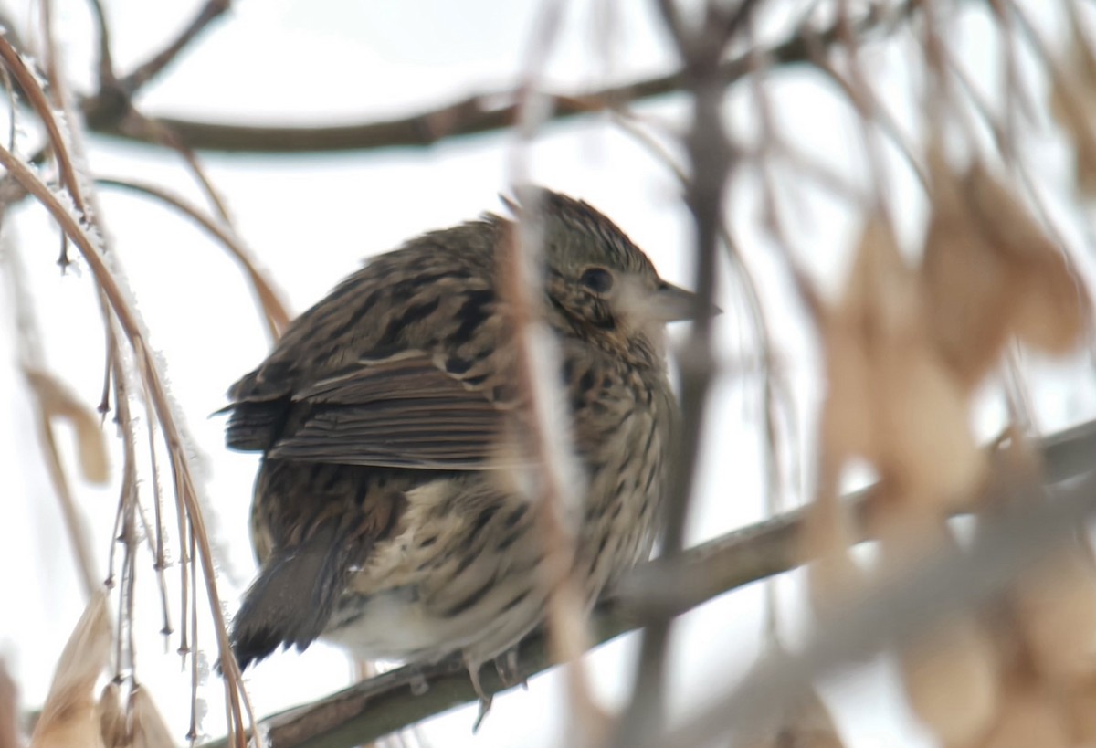 Lincoln's Sparrow - ML646264270