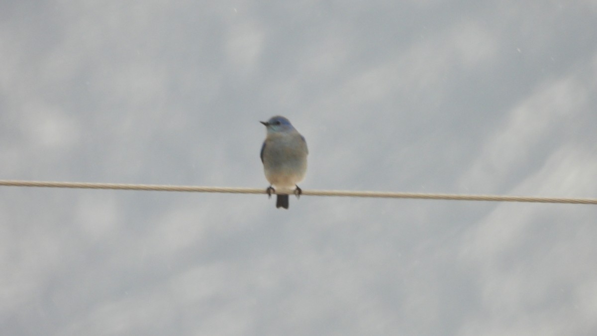 Mountain Bluebird - ML646264273