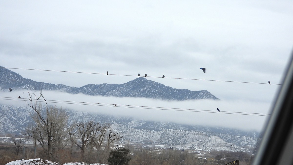 Mountain Bluebird - ML646264277