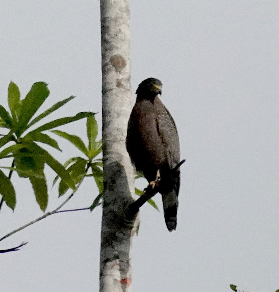 Хохлатый змееяд - ML646264286