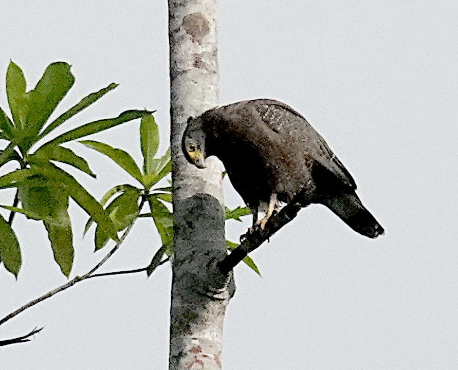 Хохлатый змееяд - ML646264287