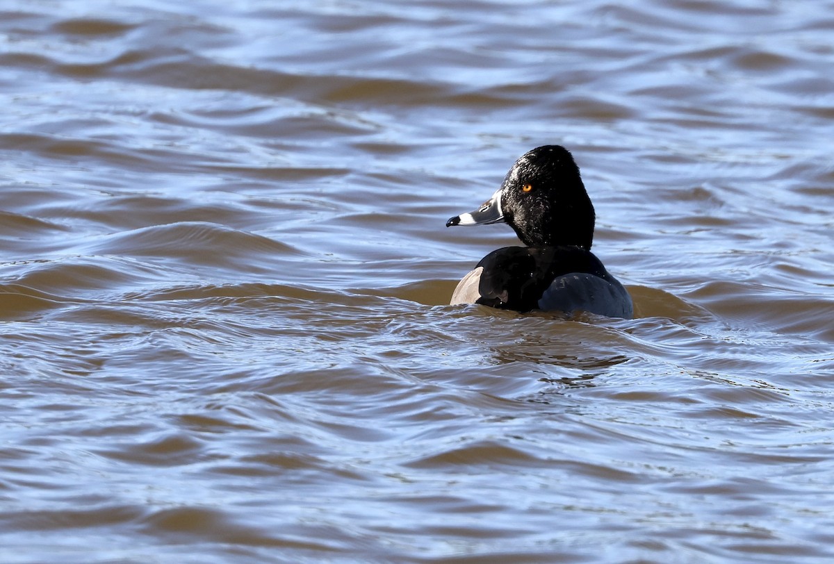 Ring-necked Duck - ML646264288